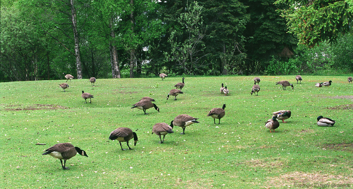 In Anchorage park