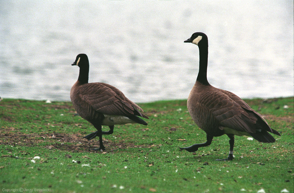 In Anchorage park