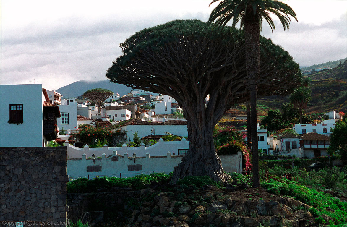 Icod de los Vinos - dragon tree (Dracaena draco)