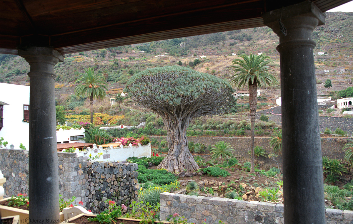 Icod de los Vinos - dragon tree (Dracaena draco)