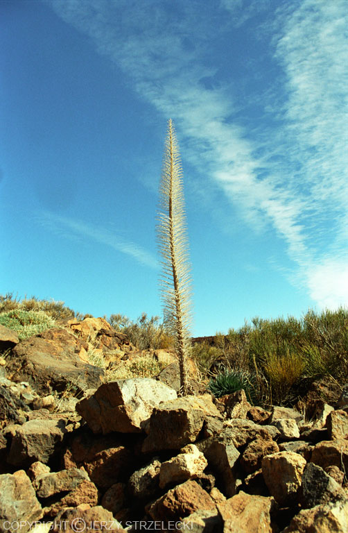 El tajinaste rojo (Echium wildpretii)