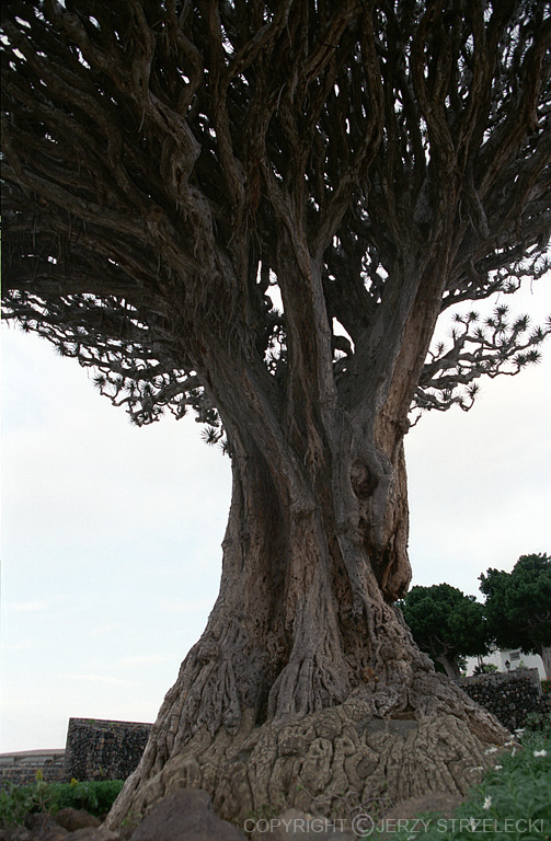 Drago Milenario, Dragon Tree - Icod de los Vinos