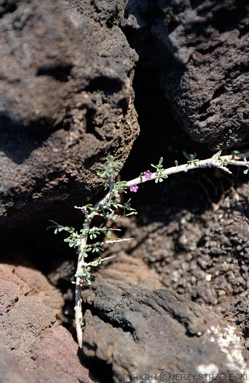 Lanzarote - Timanfaya NP