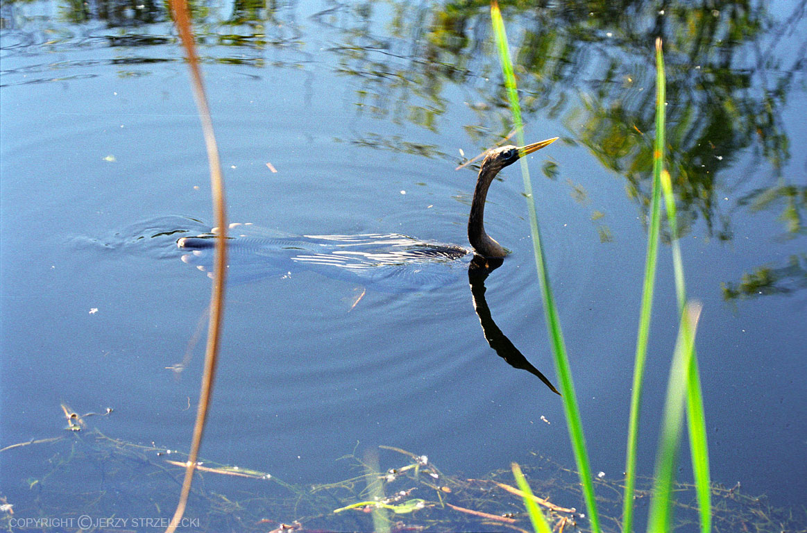 płynąca wężówka