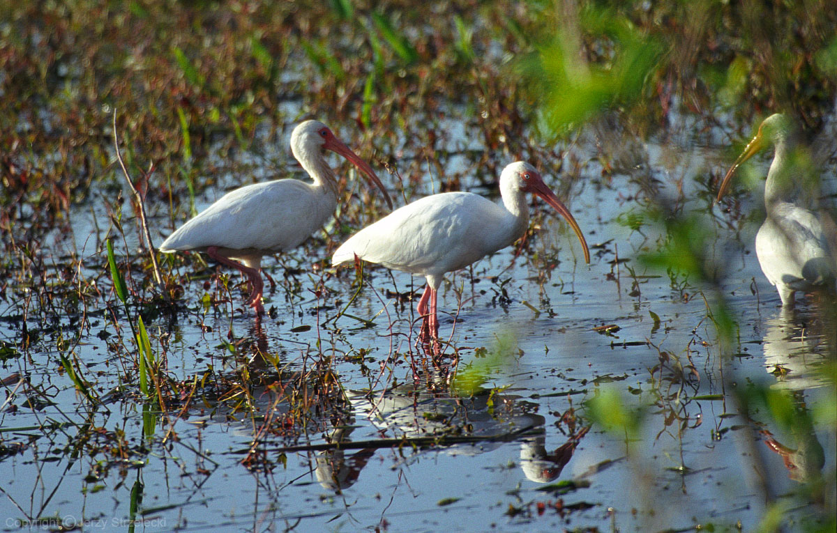 EVERGLADES - Ibis biały(eudocimus albus)