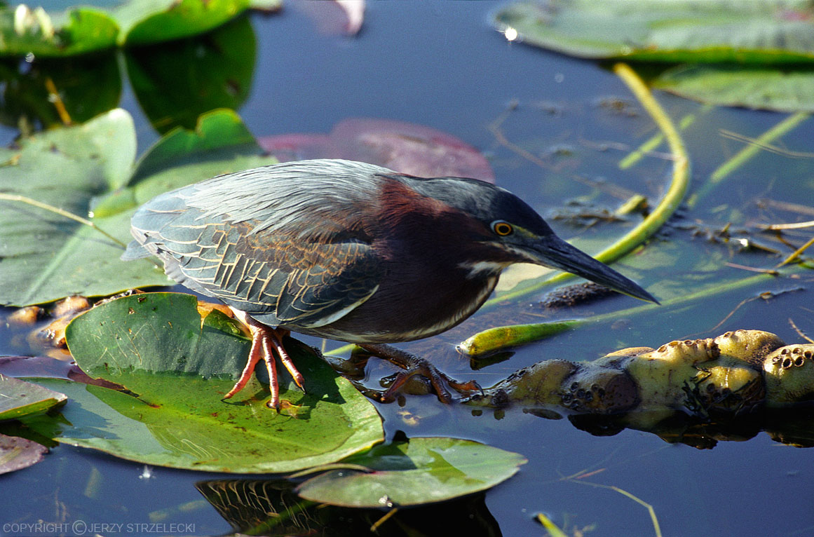 Czapla zielonawa    Green Heron,  Butorides virescens