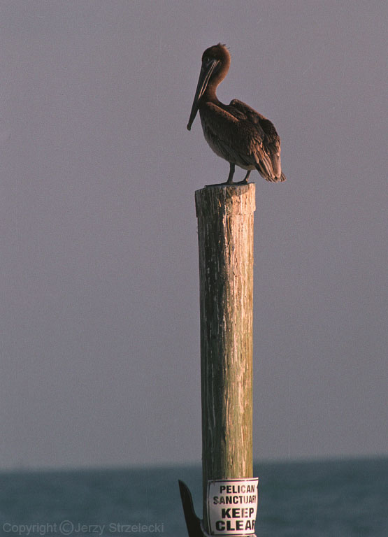 Pelikan brunatny   Pelecanus occidentalis, Brown pelican  - Key West Floryda